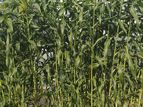 Sorgo Gigant — Brzezie, 4.10.2020
