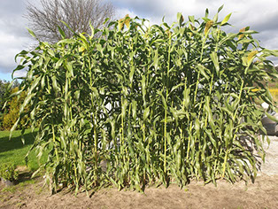 Sorgo Gigant — Brzezie, 4.10.2020