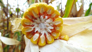 Kukurydza odmiany GS 210 na polu