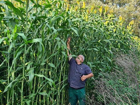 Sorgo Gigant — Świbie, woj. śląskie, 24.09.2020