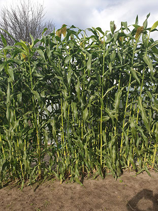 Sorgo energetyczne GIGANT